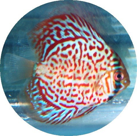 Ruby Red Confetti Discus Fish 2-3 inch Ruby Red Confetti Discus Fish 2-3 inch